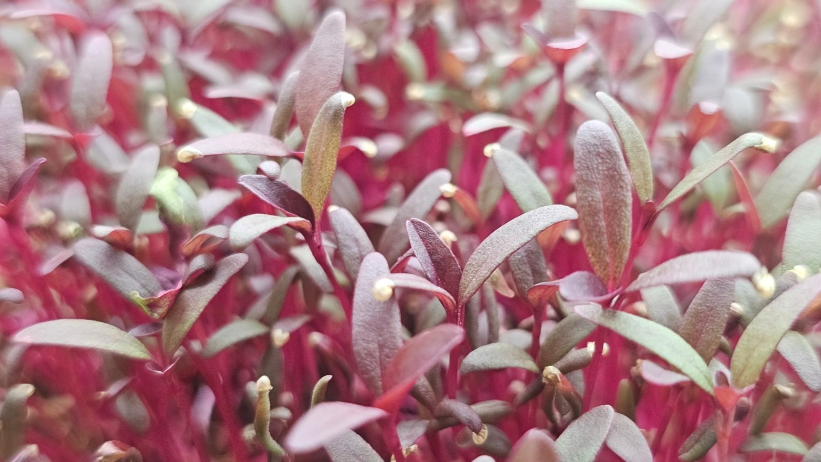Amaranth microgreens on vivid crimson stems, narrow leaves shading from soft grey-green to deep red, with pale seed cases still tipping many of them.