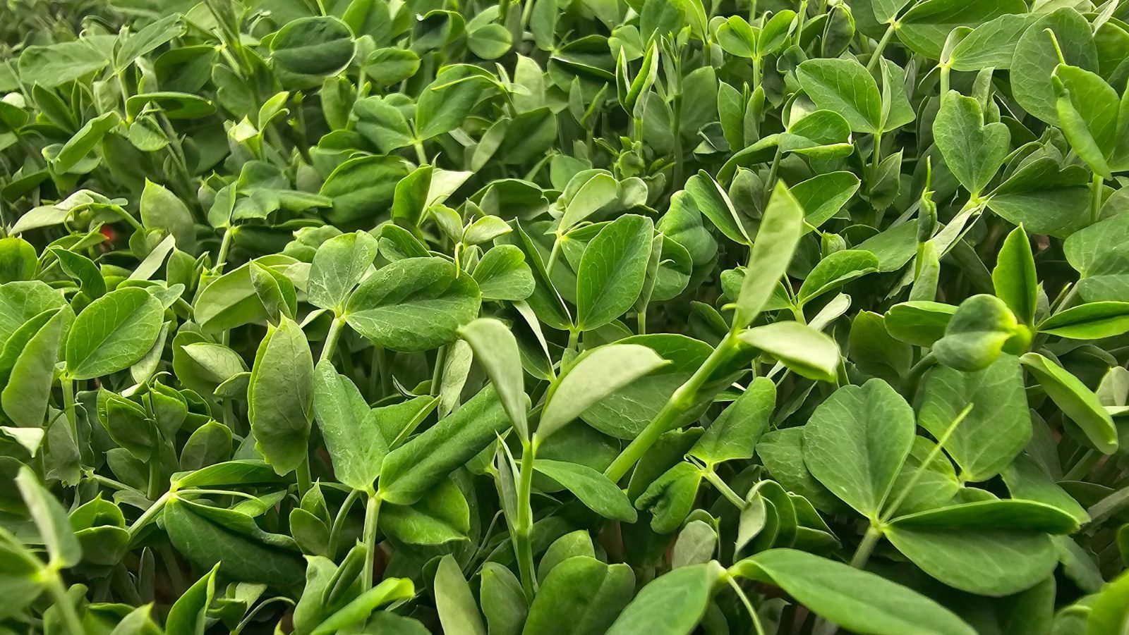 A full tray of pea shoots seen from above, leaves and tendrils overlapping into a solid green surface.
