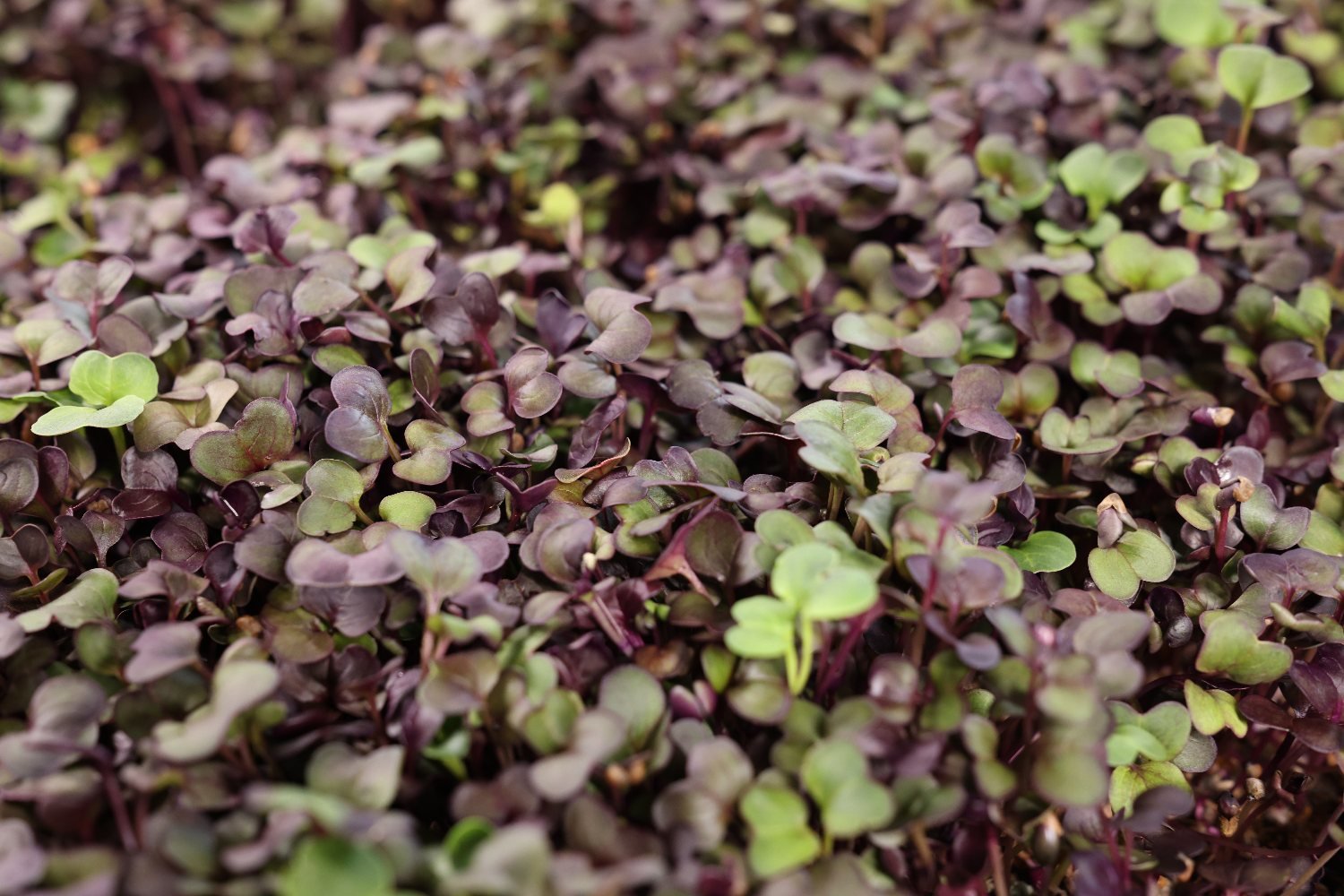 Radish microgreens in mixed purple and green, cotyledons overlapping across the tray.