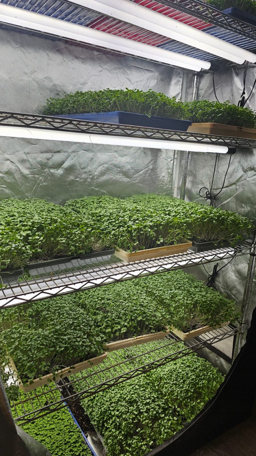 Root Life photograph: the growing room with racks of microgreens